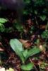  Tulotis Asiatica Extract